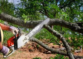 Best Arborist Consultation Services  in Eldorado, IL